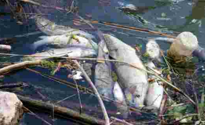 Türkiye’nin en uzun nehrinde toplu balık ölümleri