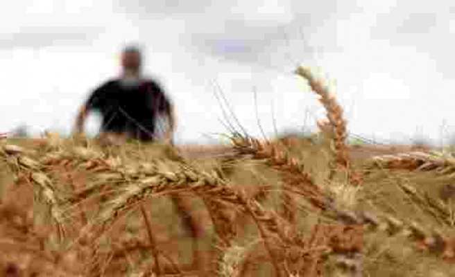 Türkiye'nin Hindistan'tan buğday ithal etmeye başladığı iddialarına Bakanlıktan yalanlama - Haberler