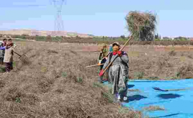 Türkiye’nin nane deposu Nizip'te hasat sürüyor