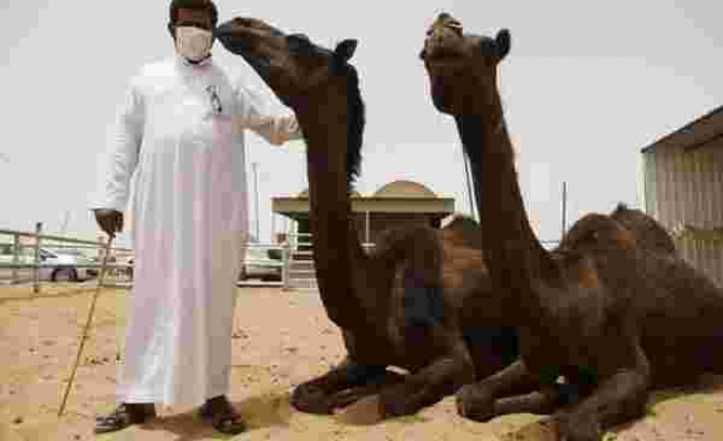 Uzmanlardan deve gribi uyarısı: 'Dünya Kupası ile tehlike büyüdü'