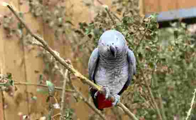 Vahşi yaşam parkındaki 5 papağan birbirlerine ve ziyaretçilere küfrettiği gerekçesiyle başka yere taşındı