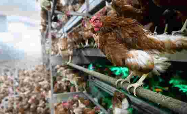 Vatandaşı 'Garanti Kupon' Vaadiyle Dolandıran Şebeke Tavuk Çiftliği Kurmuş
