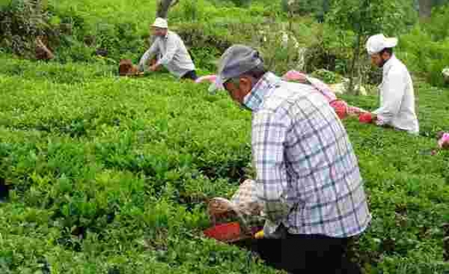 Yabancı uyruklu çay işçileri gelmeyince 100 Milyon Dolar Türkiye'de kaldı