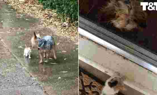 Yağmurda Islanan Yavru Kediyi Kendisini Takip Ettirerek Korumaya Çalışan Köpek