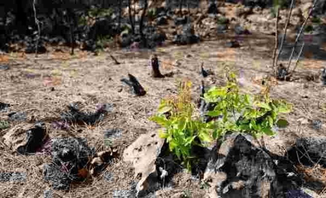 Yangında Yok Olan Manavgat Ormanları Canlanmaya Başladı: 7 Bitki Türü Yeniden Filizlendi