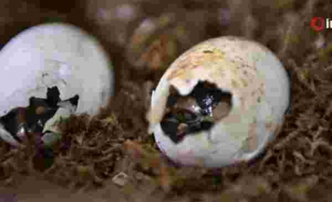 Yapay olarak üremesi sağlanan Çin timsahları yumurtadan çıkmaya başladı