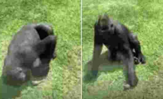 Yaralı Kuşun İyi Olup Olmadığını Kontrol Eden Sonrasında da Uçmasına Yardımcı Olmaya Çalışan Goril