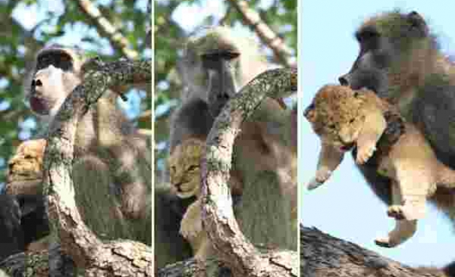 Yavru Aslanı Evlat Edinen Babunun Doğal Yaşam Parkında Kaydedilen Görüntüleri!