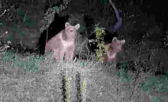 Yavru ayıların ilginç görüntüleri kameralara takıldı