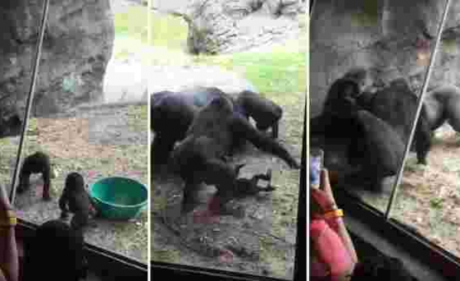 Yavru Gorillerin Arasındaki Gerginliğe Ebeveynleri de Dahil Olunca Ortalık Savaş Alanına Döndü