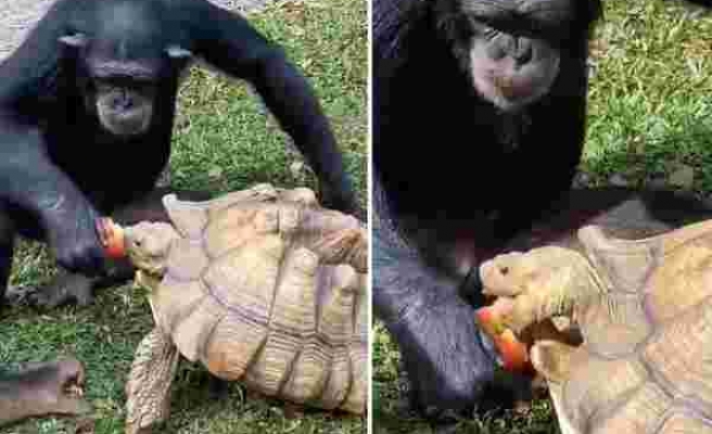 Yediği Elmayı Yanındaki Kaplumbağa ile Paylaşan Şempanze