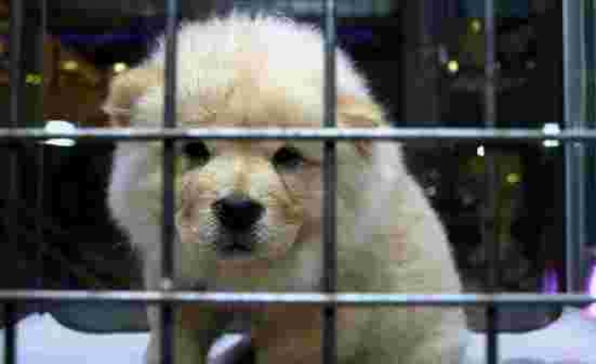 Yeni Dönem Başladı: Petshoplarda Evcil Hayvan Satışı Artık Yasak