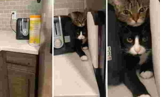 Yeni Taşınılan Evde Oldukça Gergin Olan Kedilerin Kızartma Makinesinin Yanına Saklandıkları Anlar