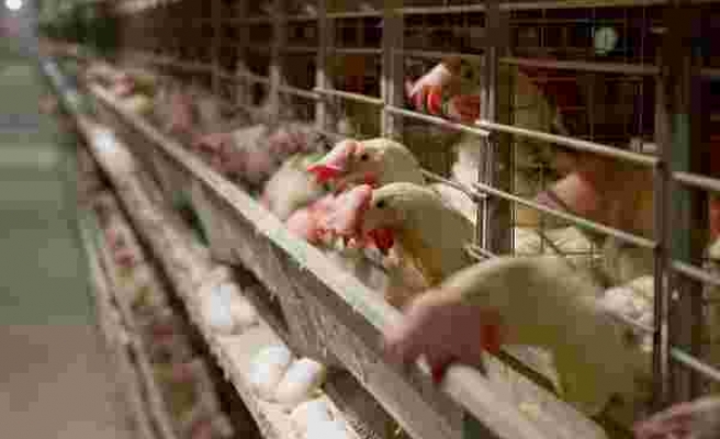 Yumurtacı tavukların büyütme kafesleri hakkında yeni karar