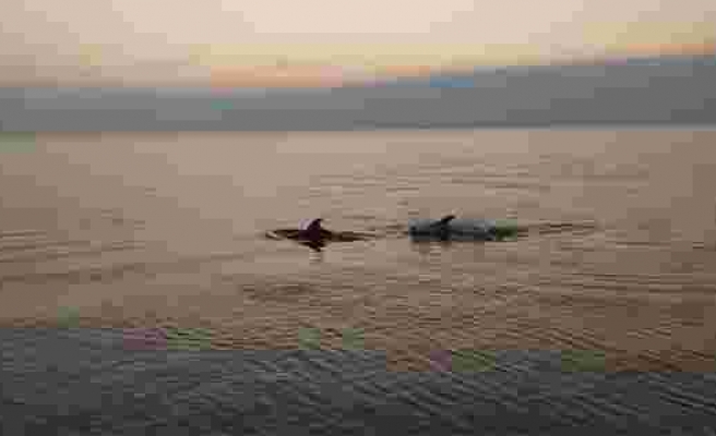 Yunuslar sahilde balık avladı