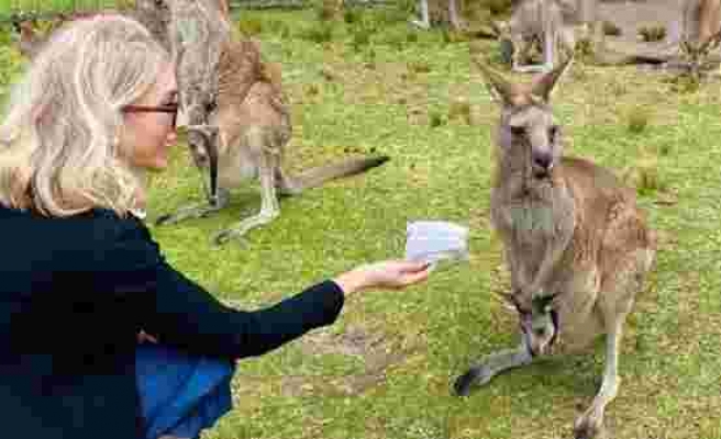 Zerrin Tekindor elleriyle kanguru besledi