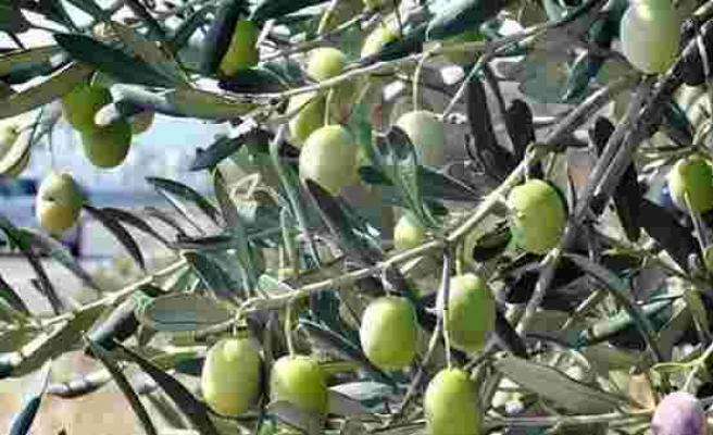 Zeytin üreticisi tarım 4.0’a adım atıyor
