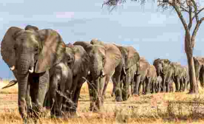 Zimbabve'de gizemli hastalıktan ölen fillerin sayısı 34'e yükseldi