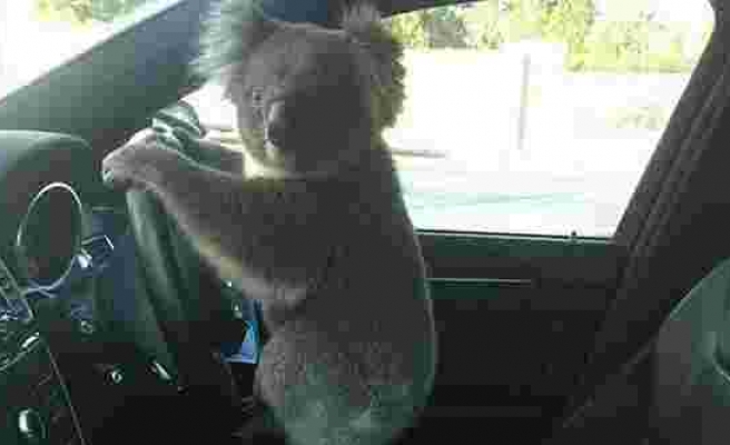 Zincirleme Trafik Kazasına Neden Olan Koala Direksiyonda Poz Verdi...