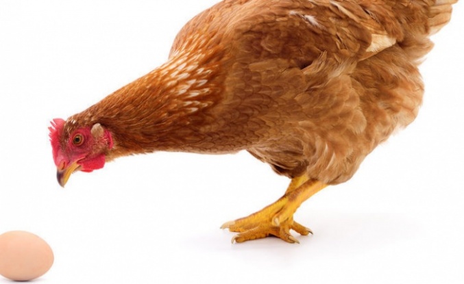 Tavuklar Kendi Yumurtasını Neden Yer? Eğer Tavuk Kendi Yumurtasını Yiyorsa Ne Yapmalı?